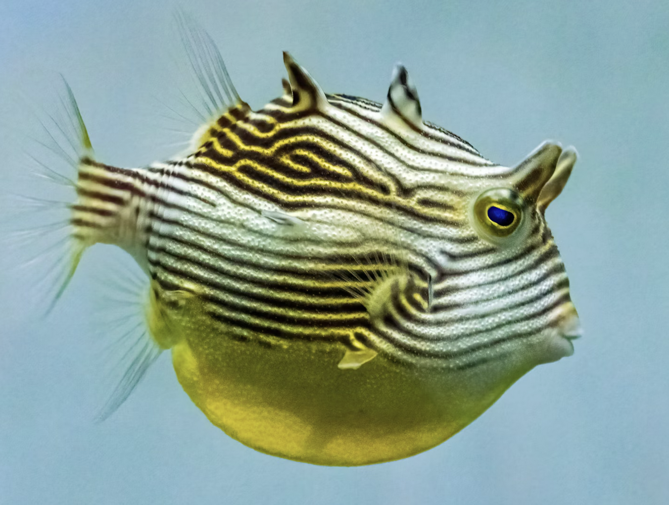 Links 11/4/2025 | naked capitalism